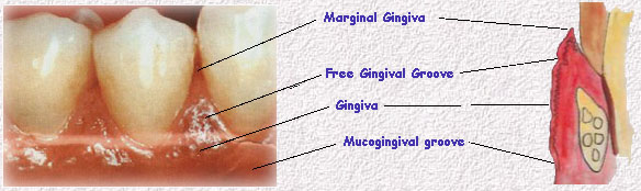 papillary gingiva